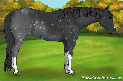 Horse Color:Black 