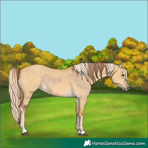 Horse Color:Red Dun  and Palomino Dun 