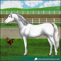 Horse Color:Liver Red Dun Mushroom Appaloosa  and Liver Red Dun Mushroom Appaloosa Brindle 