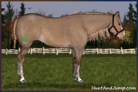 Horse Color:Liver Red Dun  and Liver Red Dun 