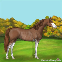 Horse Color:Chestnut Sabino Rabicano 