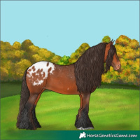 Horse Color:Bay Appaloosa 