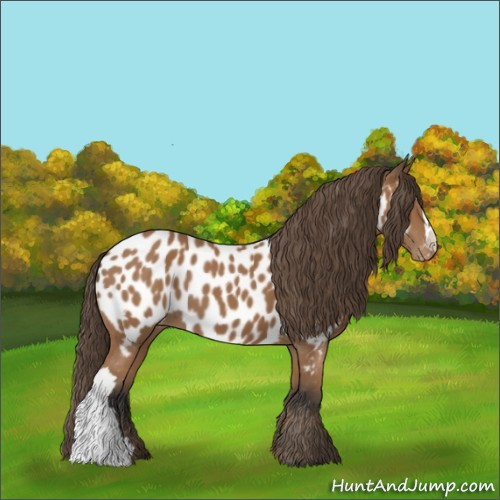 Horse Color:Bay Appaloosa