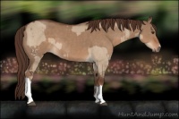 Horse Color:Liver Red Dun  and Liver Red Dun 