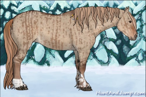 Horse Color:Liver Red Dun and Liver Red Dun Tobiano