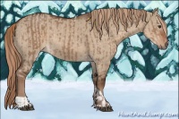 Horse Color:Liver Red Dun and Liver Red Dun Tobiano