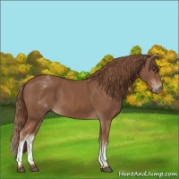 Horse Color:White Spotted Chestnut Sabino