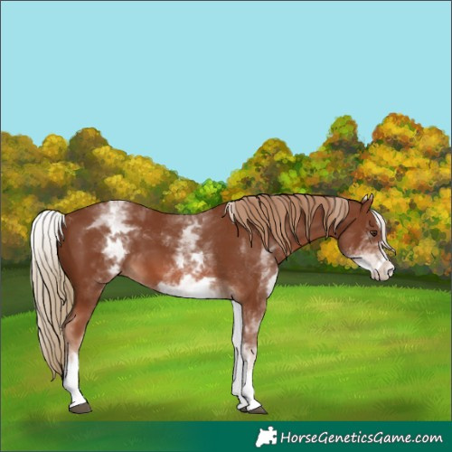 Horse Color:White Spotted Chestnut Sabino 