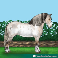 Horse Color:Liver Red Dun Roan Frame and Chocolate Palomino Roan Dun Frame