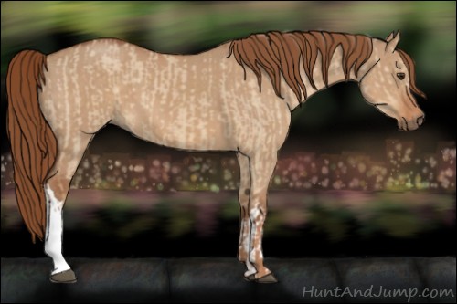 Horse Color:Red Dun and Red Dun