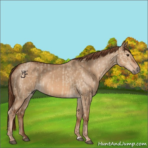 Horse Color:Red Dun and Red Dun