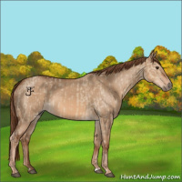 Horse Color:Red Dun  and Red Dun 