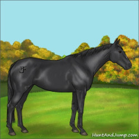 Horse Color:Black 