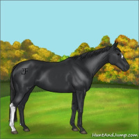 Horse Color:Black 