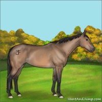 Horse Color:Bay Dun 