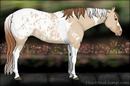 Horse Color:Red Dun Tobiano Appaloosa 