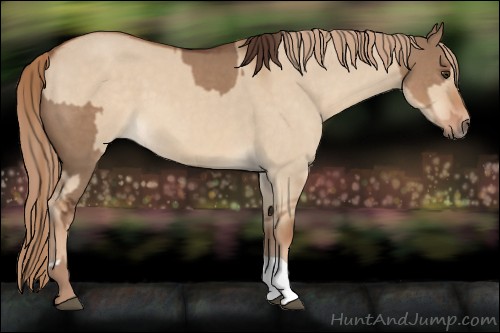 Horse Color:Liver Red Dun  and Red Dun 