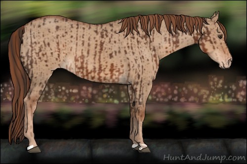 Horse Color:Liver Chestnut and Red Dun Appaloosa