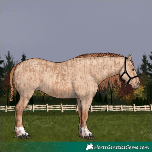 Horse Color:Red Dun  and Gold Champagne Dun 