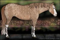 Horse Color:Liver Red Dun  and Liver Red Dun Splash 