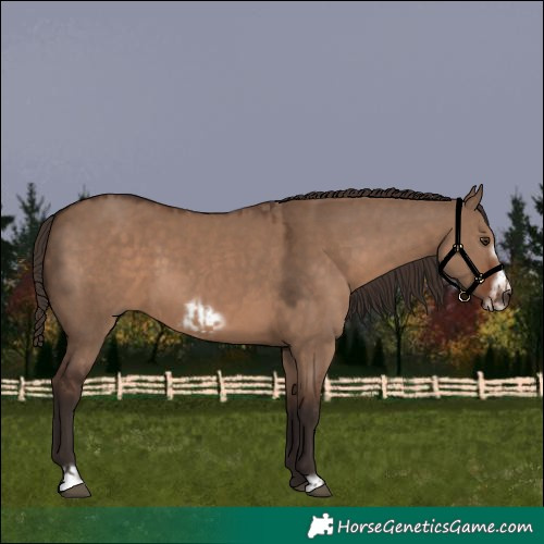 Horse Color:Liver Red Dun  and Liver Red Dun Frame 