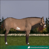 Horse Color:Liver Red Dun  and Liver Red Dun Frame 