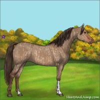 Horse Color:Liver Red Dun  and Liver Red Dun 