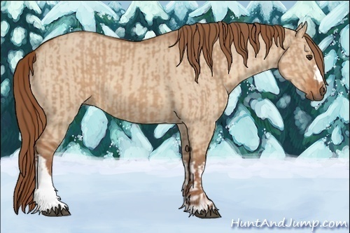 Horse Color:Red Dun  and Red Dun 