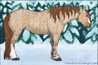 Horse Color:Red Dun  and Red Dun 