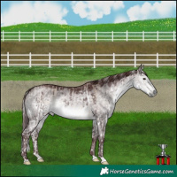 Horse Color:Liver Red Dun Mushroom Splash Tobiano  and Platinum Chocolate Buckskin Dun Brindle 