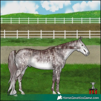 Horse Color:Liver Red Dun Mushroom Splash Tobiano  and Platinum Chocolate Buckskin Dun Brindle 