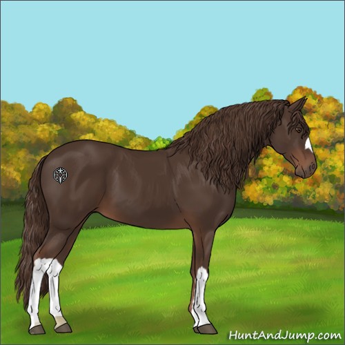 Horse Color:Liver Chestnut 