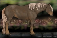 Horse Color:Chocolate Palomino 