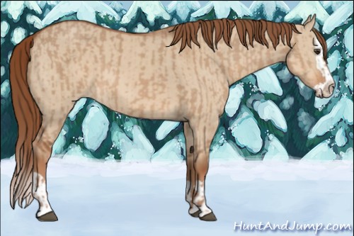 Horse Color:Red Dun and Red Dun Splash