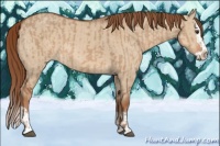 Horse Color:Red Dun  and Red Dun Splash 