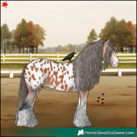 Horse Color:White Spotted Bay Tobiano Near Leopard