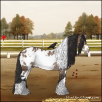 Horse Color:White Spotted Brown Dun Frame Appaloosa Rabicano