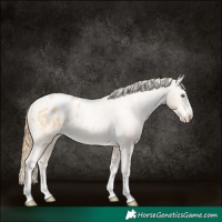 Horse Color:Buckskin Pearl Appaloosa