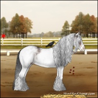 Horse Color:White Spotted Brown