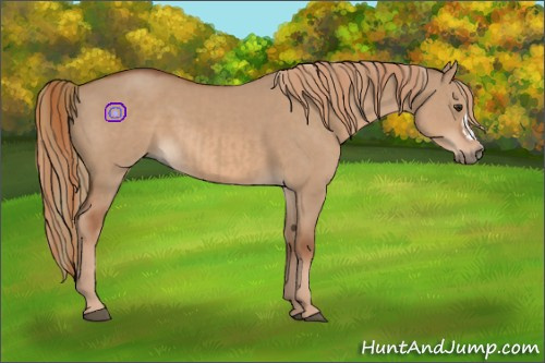 Horse Color:Red Dun  and Red Dun 