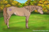 Horse Color:Red Dun  and Red Dun 