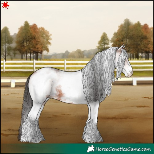 Horse Color:White Spotted Bay 