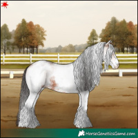 Horse Color:White Spotted Bay 
