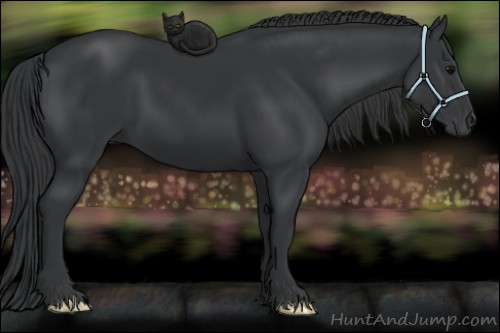 Horse Color:Black 