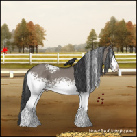 Horse Color:White Spotted Grullo
