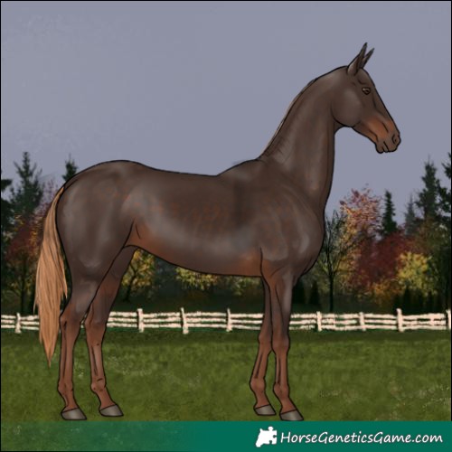 Horse Color:Liver Chestnut 