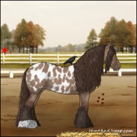 Horse Color:Liver Red Dun Roan Appaloosa