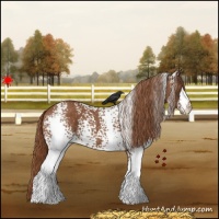 Horse Color:White Spotted Chestnut