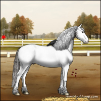 Horse Color:White Spotted Grullo Appaloosa 