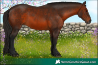 Horse Color:Gray Bay 